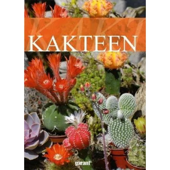 Kakteen